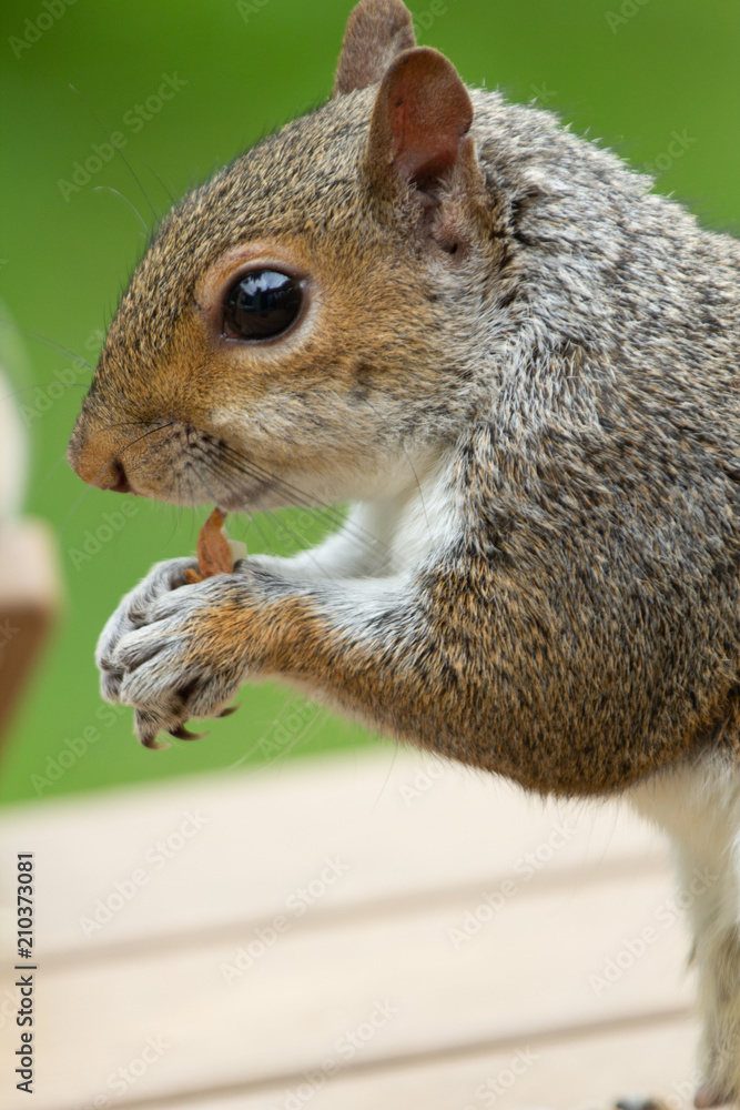 Obraz premium Squirrel