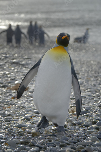 King Penguin  South Georgia Island  Antarctic