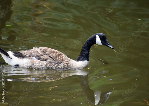Closeup of  Canada Goose paddling on water