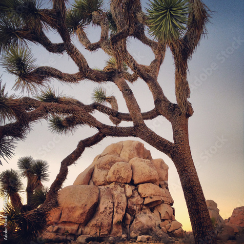 Intersection rock framed by a Joshua tree, Hidden Valley Campground, Joshua Tree National Park