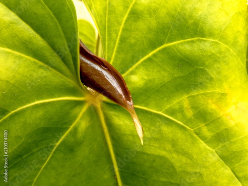 red anturio flowers and green leave