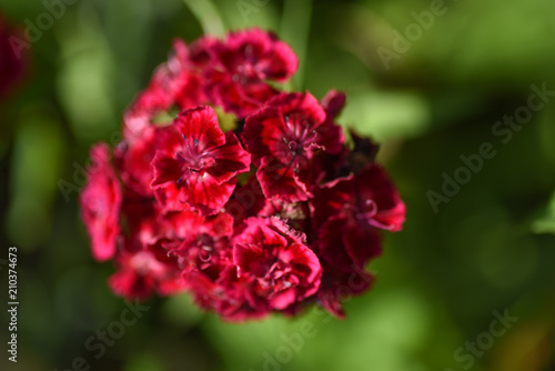 Macro Flowers Carnation