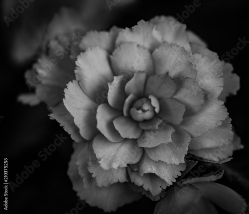 Black and White Red Rose