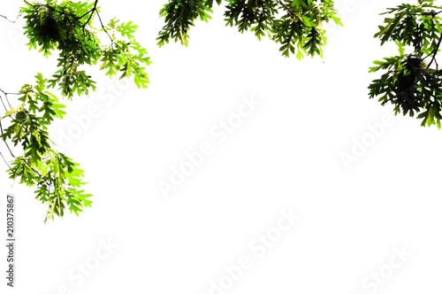 Foliage of a white oak isolated on white for a background image with plenty of space for text