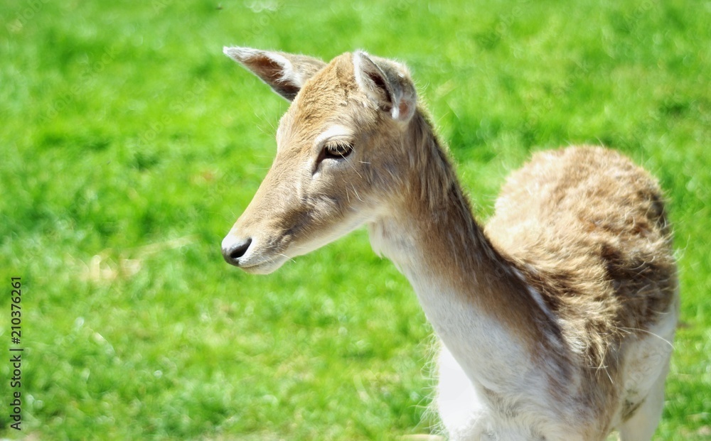 portrait of a Young fallow deer portrait of a Young fallow deer