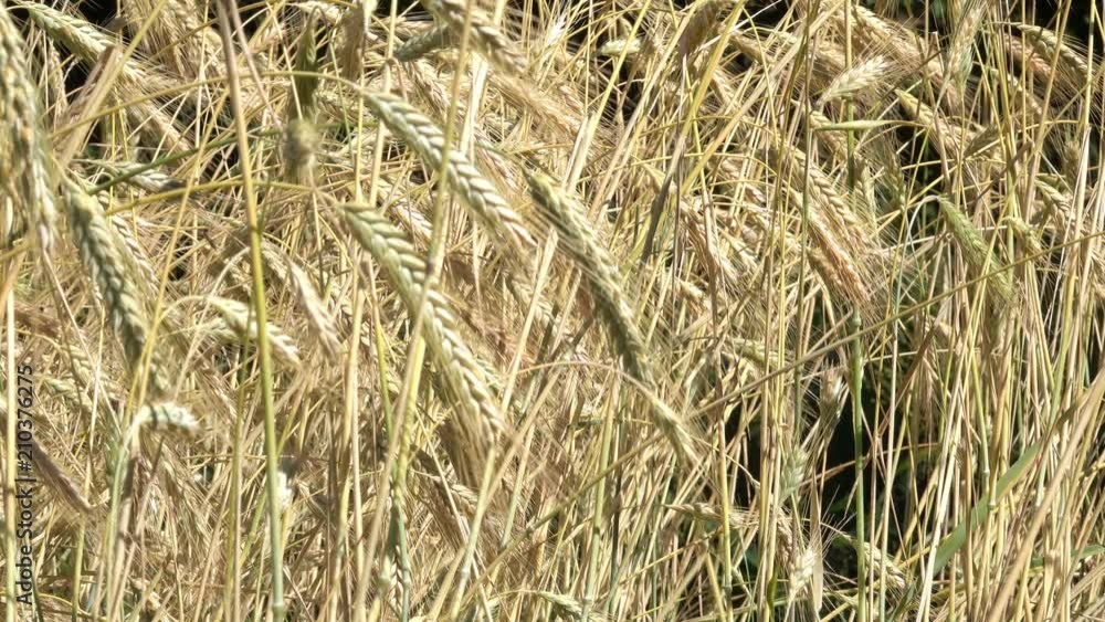 Vegetable background of cereal yellow cereal plants on a summer sunny day