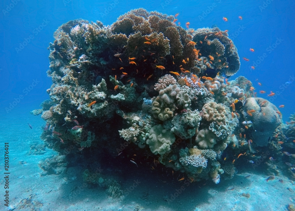 Fototapeta premium Coral reef in the Red Sea next to Eilat