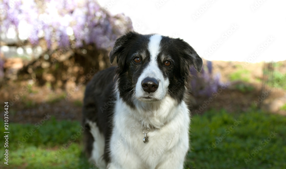 Senior mini australian shepherd dog stands on grass looking forward. Senior mini australian shepherd dog stands on grass looking forward.