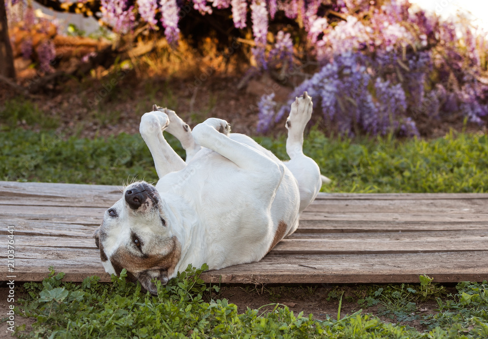 silly pitbull dog lays on back with feet in the air. silly pitbull dog lays on back with feet in the air.