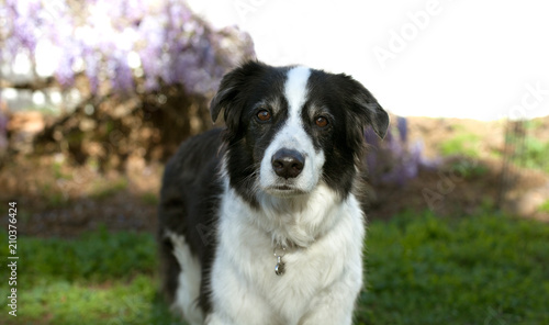 Senior mini australian shepherd dog stands on grass looking forward.