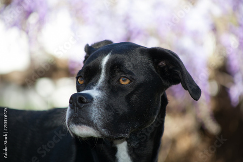 Black boxer greyhound mixed breed dog profile against blurred background
