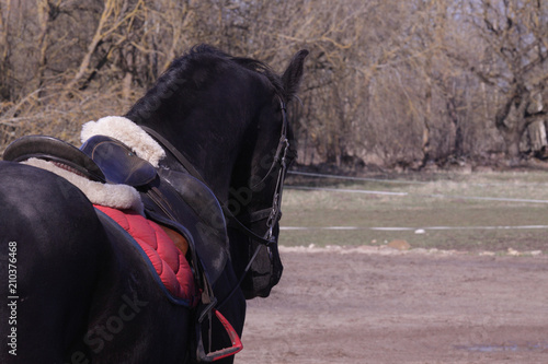 Black horse with saddle and bridle