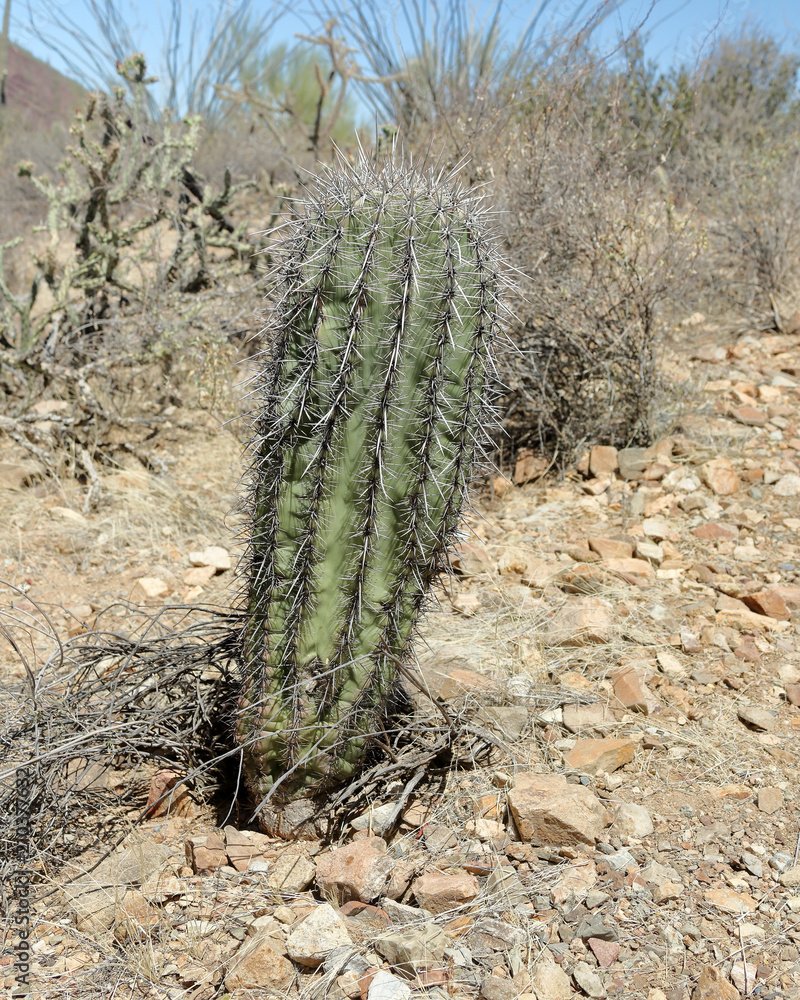 View of a young saguaro cactus in the southern Arizona Sonoran Desert