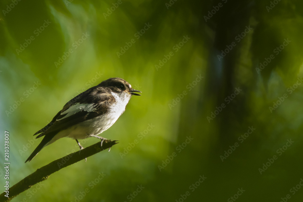 Naklejka premium Closeup of a European pied flycatcher bird (Ficedula hypoleuca) perching on a branch, singing.