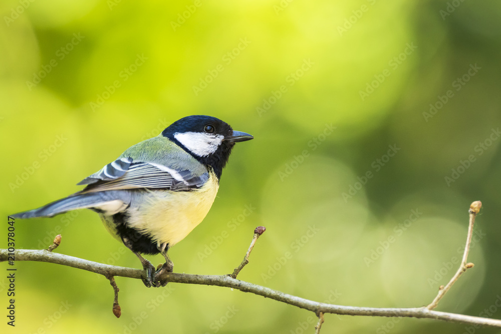 Fototapeta premium Parus major Great tit bird closeup