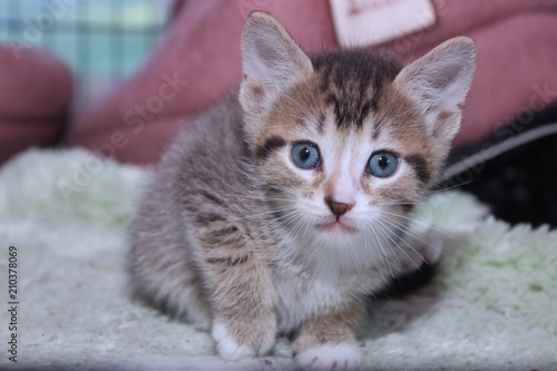 BROWN AND WHITE TABBY KITTEN