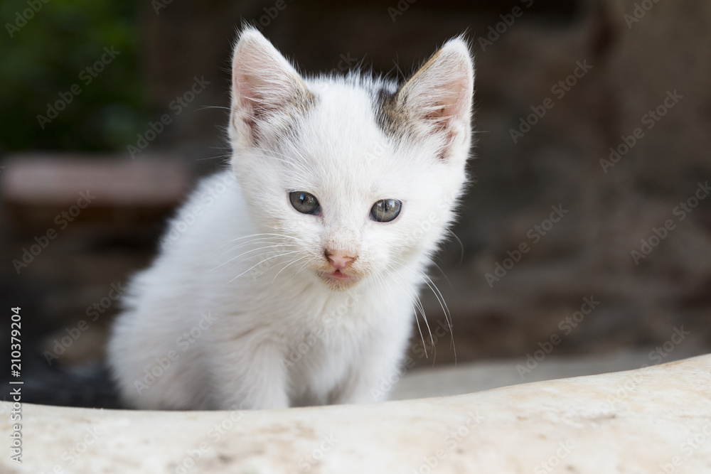 Cute white kitty sitting outdoors and curiously looking forward Cute white kitty sitting outdoors and curiously looking forward