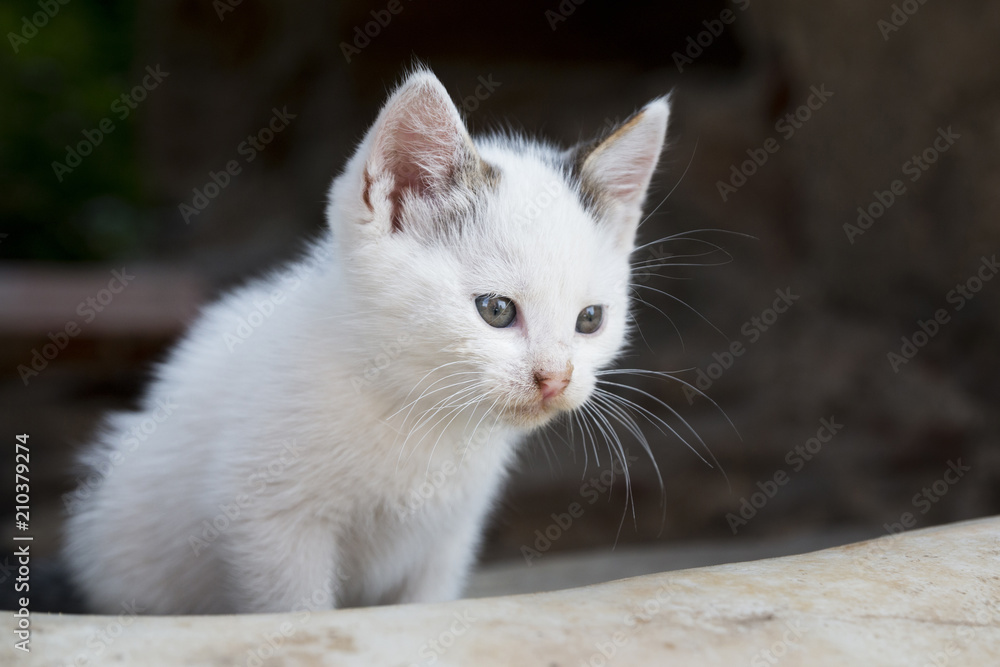 Cute white kitty sitting outdoor and curiously looking at something Cute white kitty sitting outdoor and curiously looking at something