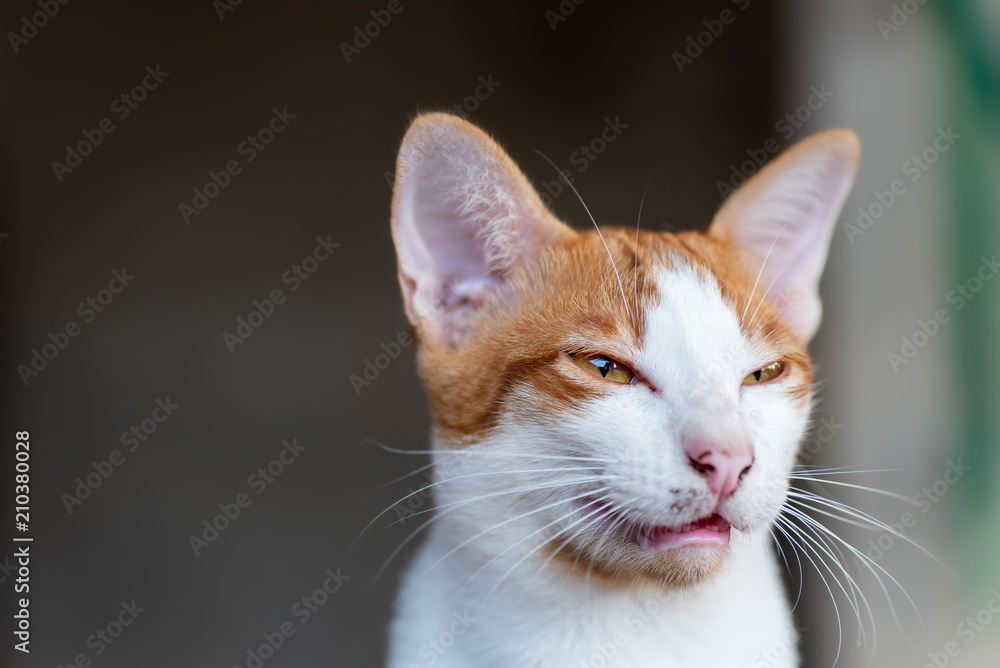 White and orange cat angry
