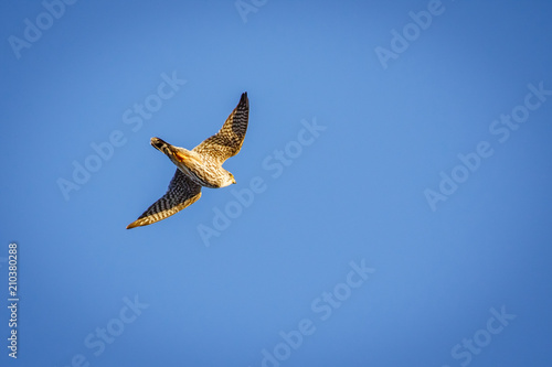 Foto A Merlin (Falco columbarius) in flight