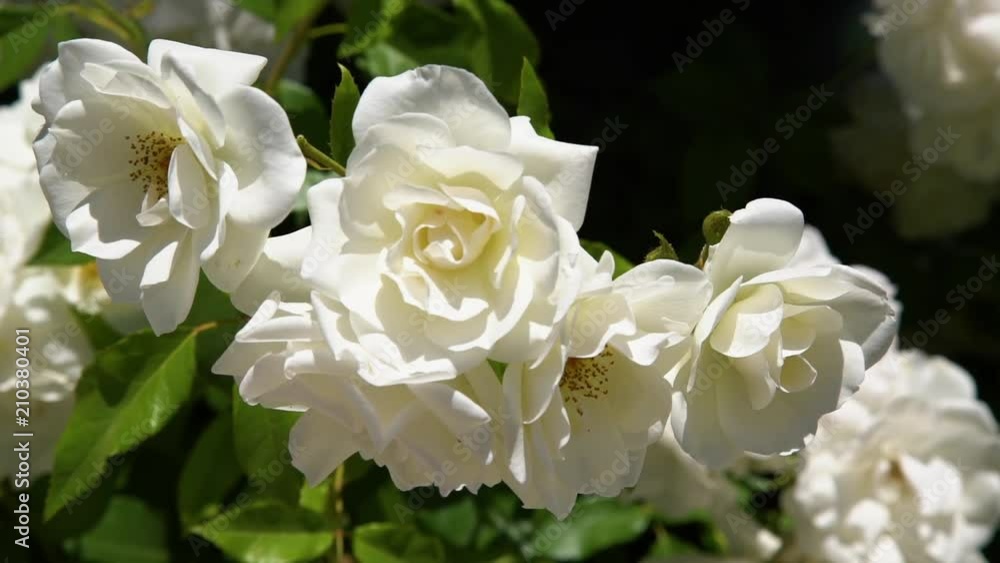 A close up shot of white flowers in their stem. A close up shot of white flowers in their stem.