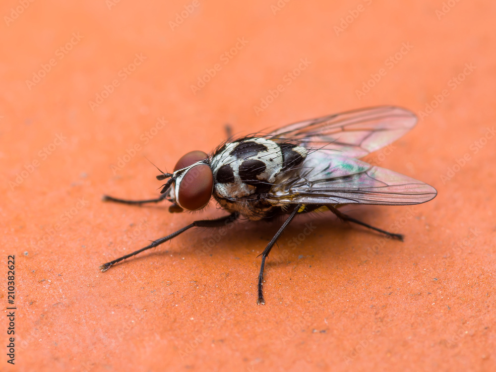 Diptera Meat Fly Insect On Red Background Diptera Meat Fly Insect On Red Background