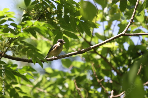 Varied tit in japan