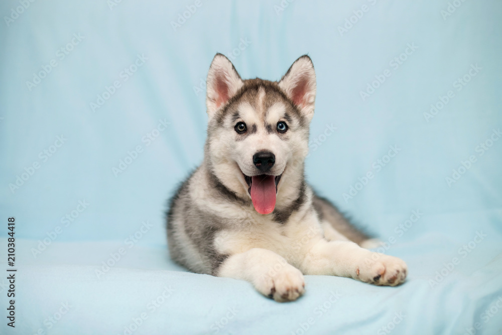 Siberian Husky puppy Siberian Husky puppy