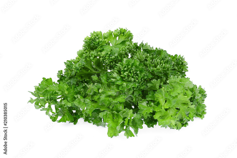 fresh green parsley vegetable isolated on a white background