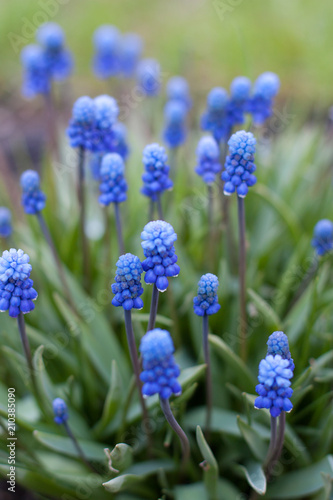 blue summer flowers 