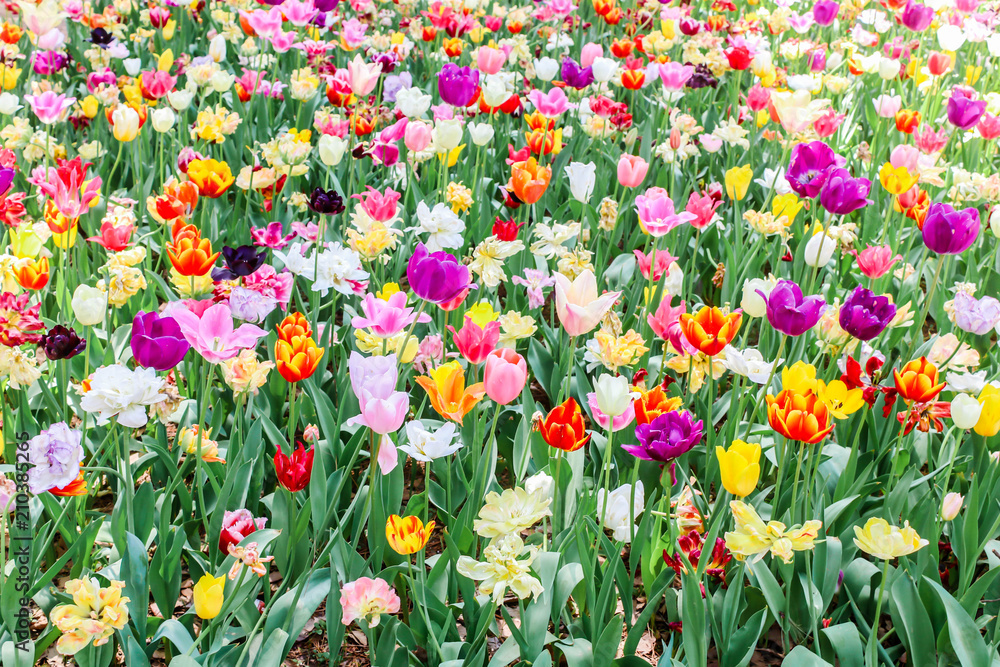 Closeup of multi-colored tulips in hitachi seaside park
