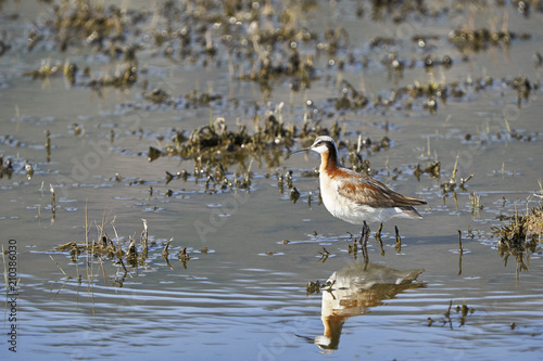 Wilson's Phalarope