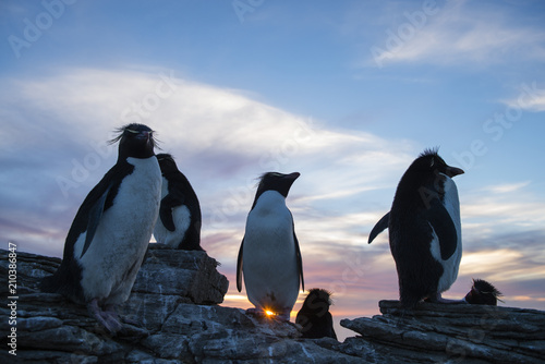 Crested penguins on rocks at sunset