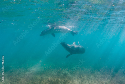 Monk seals playing underwater