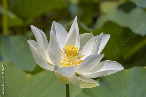White water lotus in tropical botanical garden. Island Mauritius .