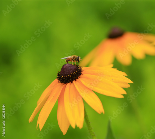 Yellow chrysanthemum, in the garden photo