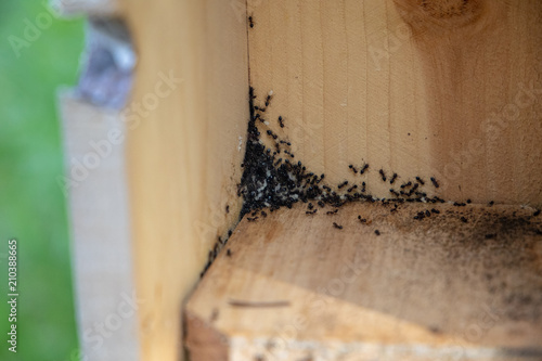 Ants in a wood box