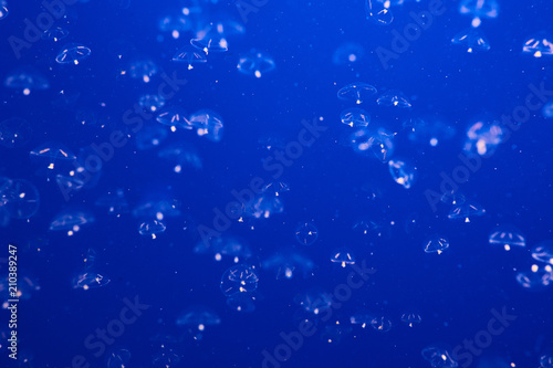 Jellyfish with blue background