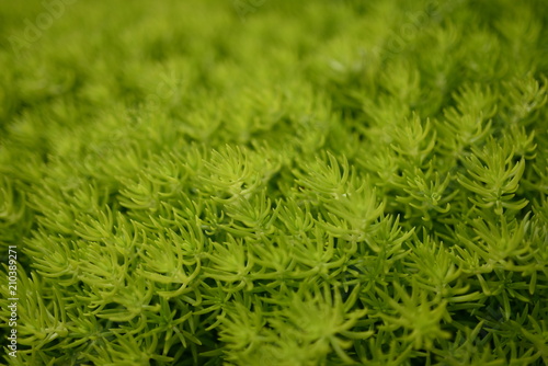 green plant texture 