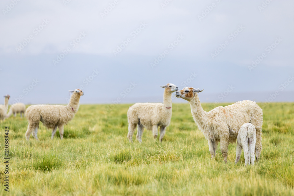 Obraz premium Llamas in the Altiplano grasslands