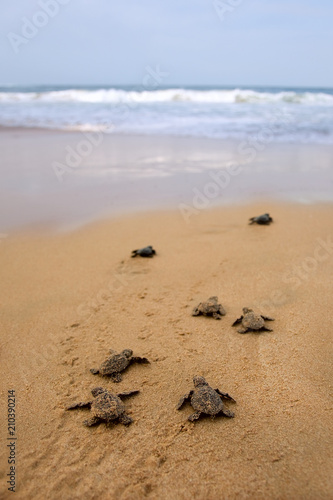Loggerhead sea turtle emergence
