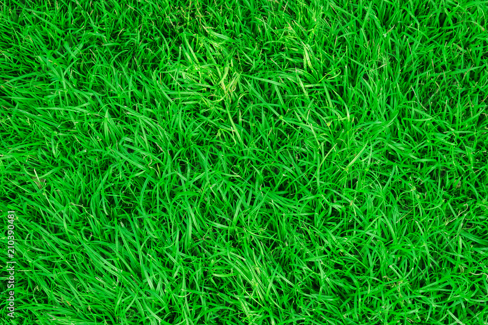 Green Lawn, Green grass, Green Lawn, Top view of lush green grass for background. Green Lawn, Green grass, Green Lawn, Top view of lush green grass for background.