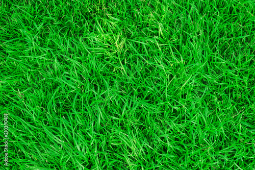 Green Lawn, Green grass, Green Lawn, Top view of lush green grass for background.