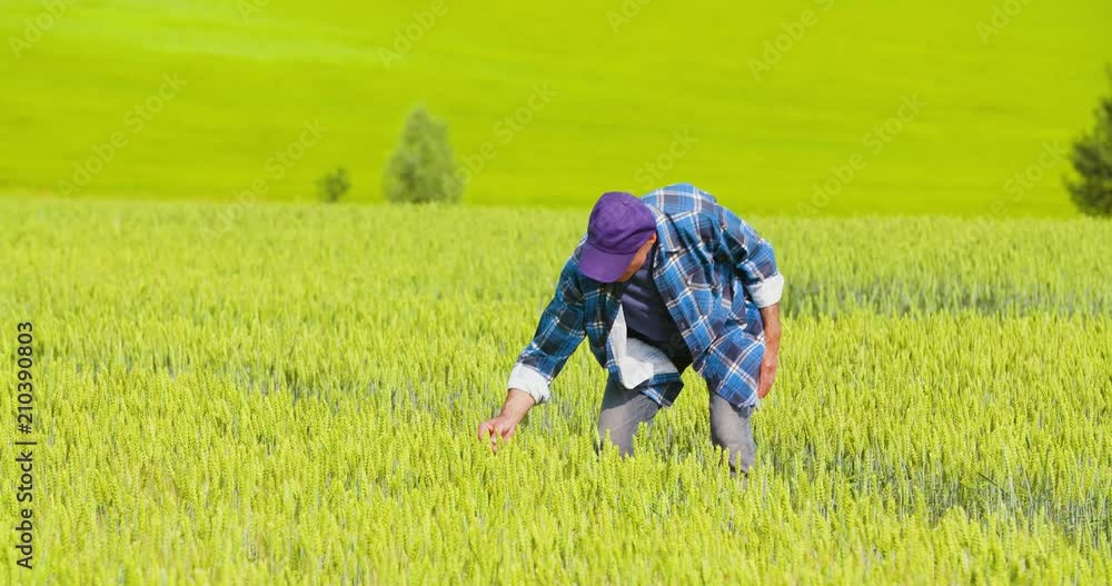 Farmer Analyzing Crops While Using Digital Tablet In Farm Farmer Analyzing Crops While Using Digital Tablet In Farm