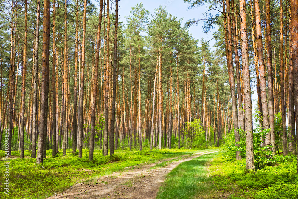 Fototapeta premium A road through a pine forest on a sunny spring day. Background.
