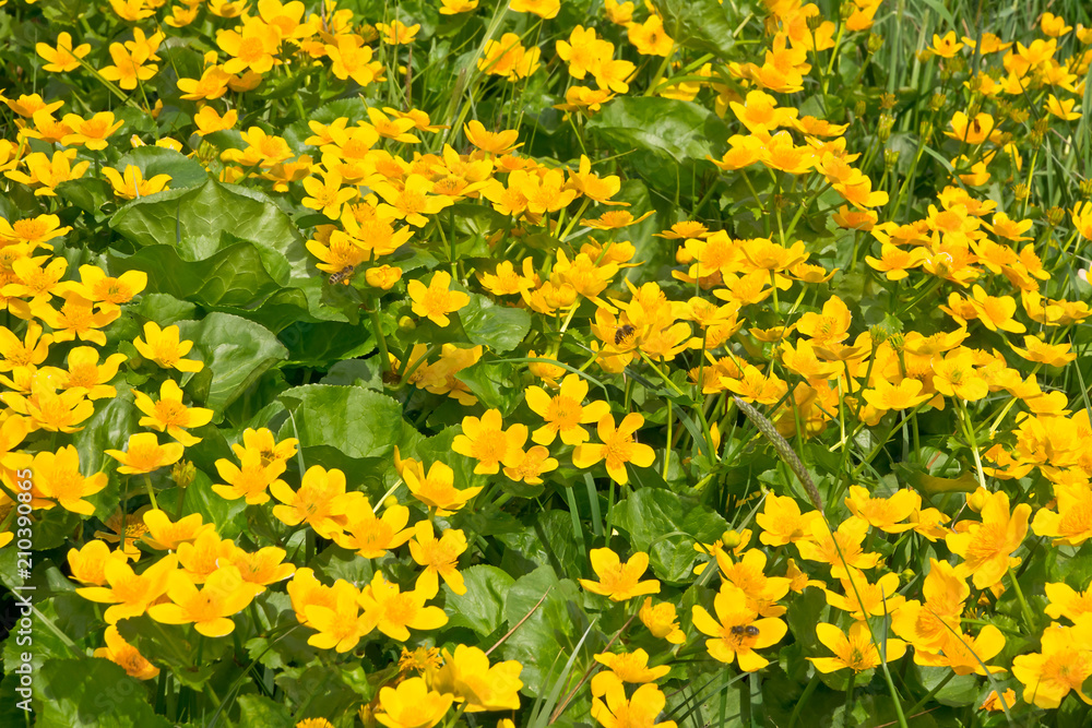 Obraz premium Beautifully blooming marsh-marigolds in early spring. Background.