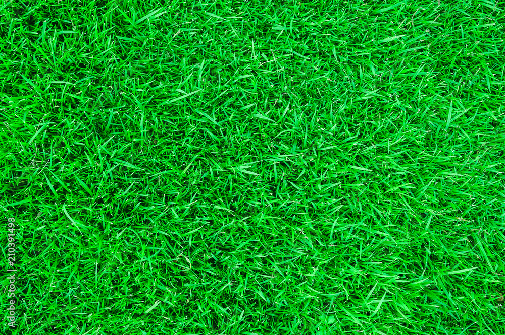 Green lawn for background. Green lawn for background.