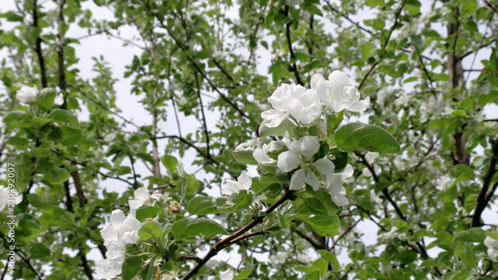 flowers on the tree, Apple blossom in the garden flowers on the tree, Apple blossom in the garden