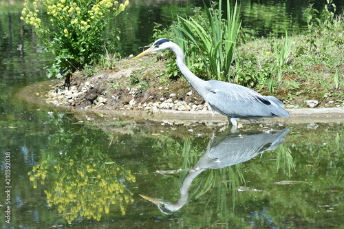 Grey heron