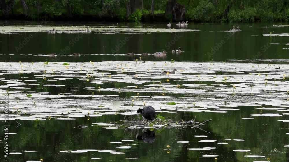 Various birds in a pond at Drottningholm, Stockholm Various birds in a pond at Drottningholm, Stockholm